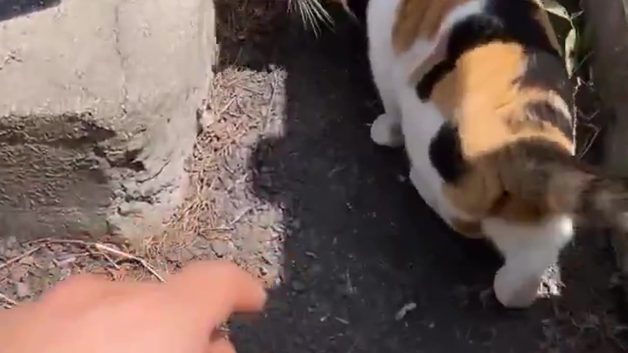 approval granted, u can pet now human.