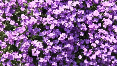 Flowers stock footage Free HD videos-No no copyright nature