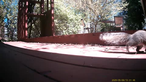 Wildlife Filmed By Haza PR800 Wild Camera, Dearborn, Michigan, May 2 To 9, 2025