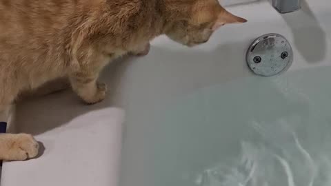 Cat Falls Into Tub