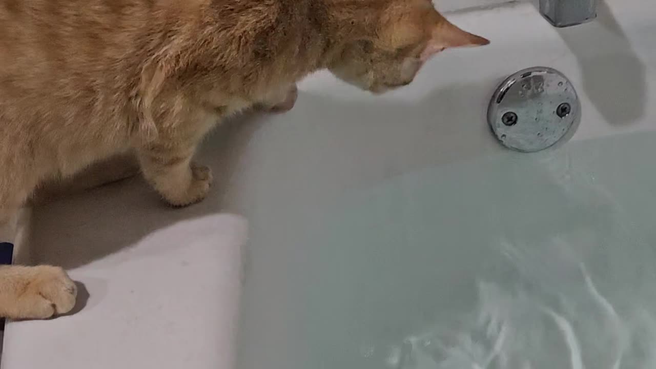 Cat Falls Into Tub