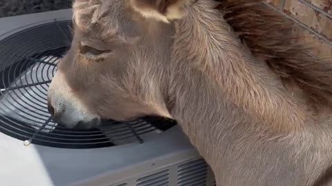 Donkey Cools Off With AC