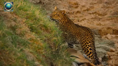 Hyena Tries to Steal Leopard's Kill in Incredible Battle