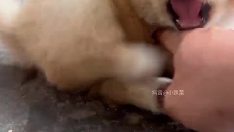 Dog's Comedy Videos 🤣 so cute videos 😍 funny videos in puppies comedy scenes 🤣