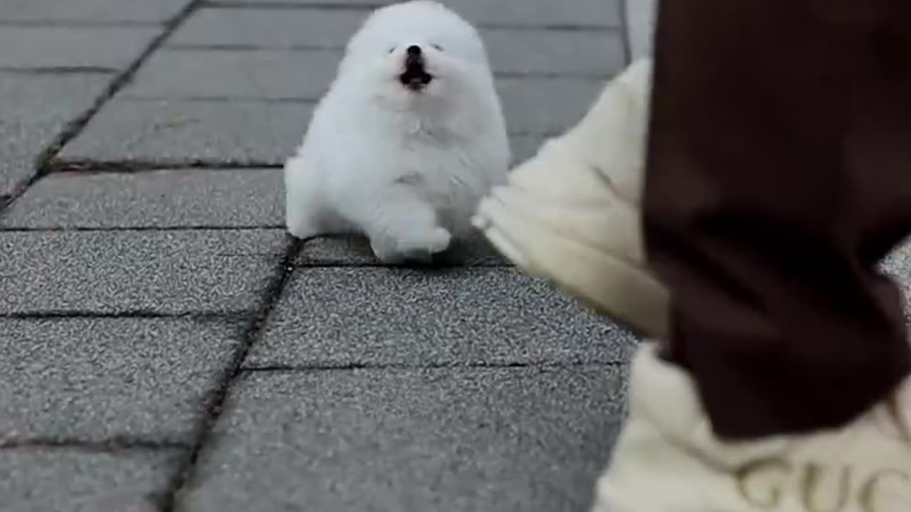 Adorable Tiny Pomeranian Puppy! / Cățeluș Pomeranian Foarte Mic și Super Drăgălaș! 😍🐶