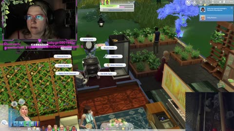 Chicken Live Stream