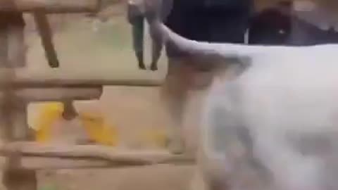 😂🐂 You Won't Believe Why They Need Me! | FunFM