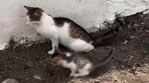 mom cat teaches her little kitten how to potty adorable moment!
