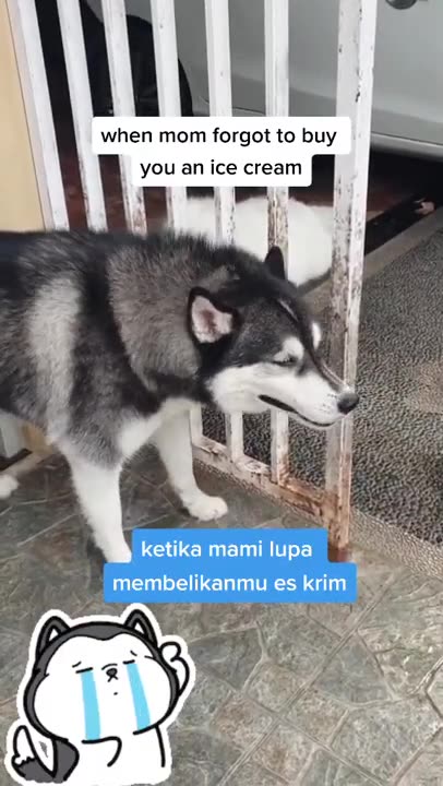 Husky Cries Because We Forgot Her Ice Cream | Funny Dog Videos #husky #funnydogs #dogshorts