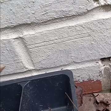 Stop Ants From Getting In Your Home