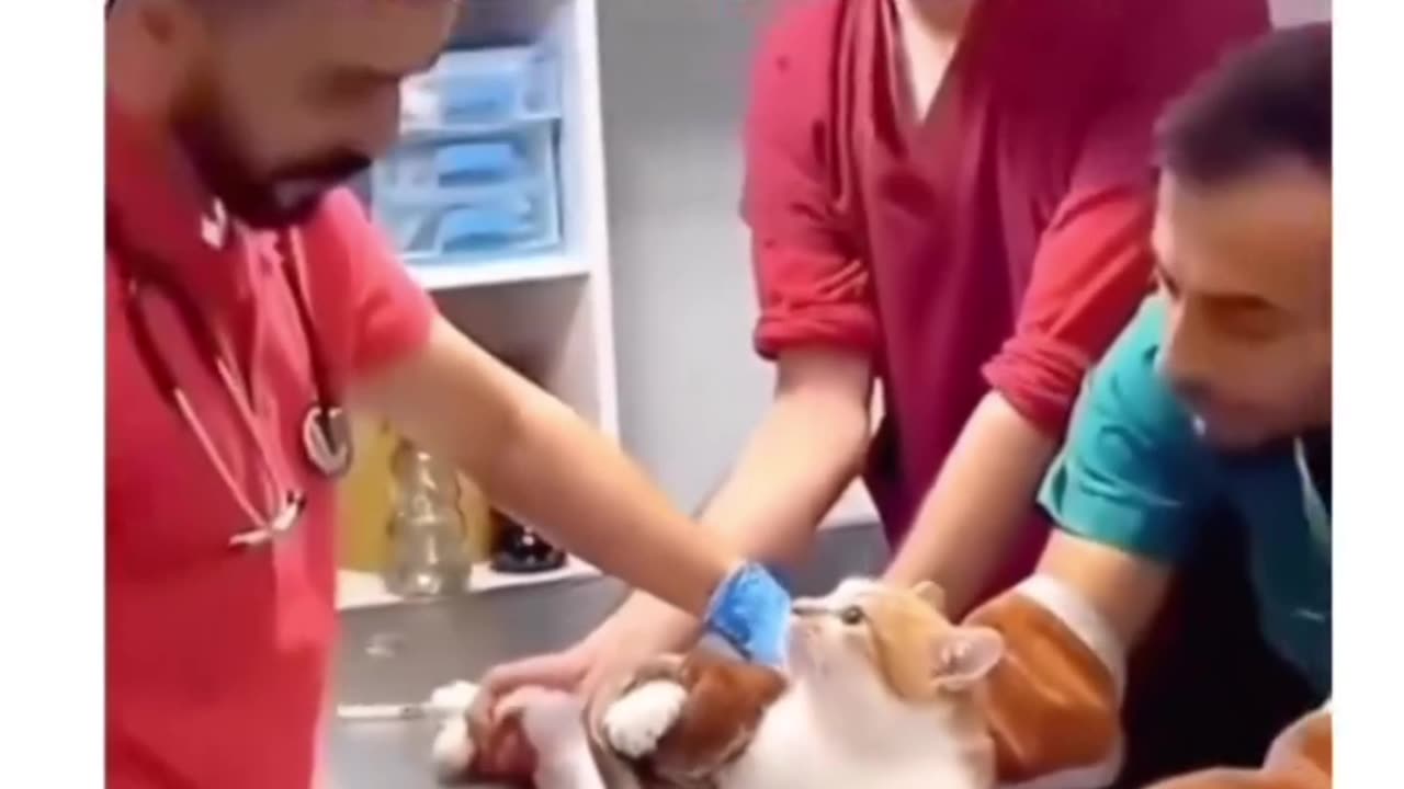 "Try Not to Laugh! Funniest Moments Caught on Camera 😂🤣"