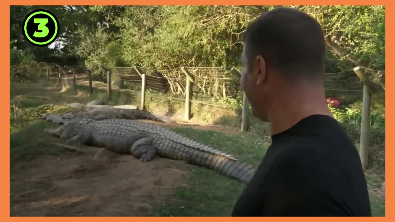 Crocodiles