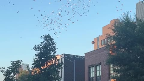 Herding the Pigeon Hurricane in Brooklyn