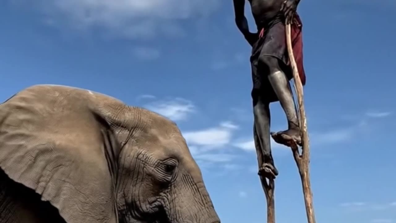 Stick Walking Man and Ele