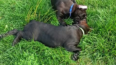 8 week old Warhammer AKC Cane Corso's