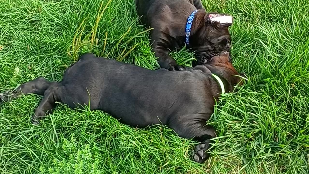 8 week old Warhammer AKC Cane Corso's