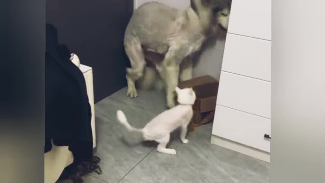 Dog vs Cat / Must laugh
