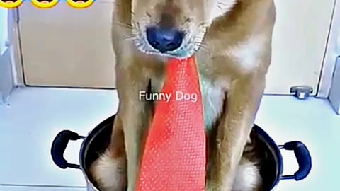 😂😆 "This Dog Just Invented Comedy!" 😂😆