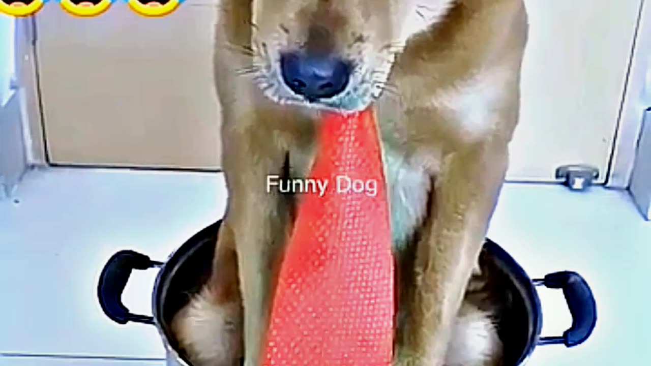 😂😆 "This Dog Just Invented Comedy!" 😂😆