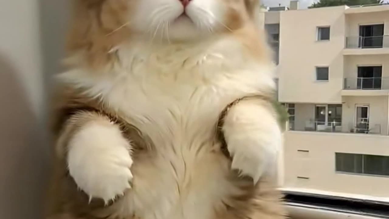 Beautiful munchkin cat standing by the window 😻