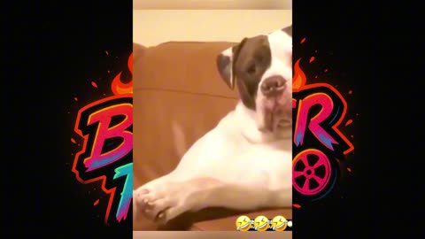 🐾 "Try Not To Laugh Challenge: Funny Dog Compilation!"
