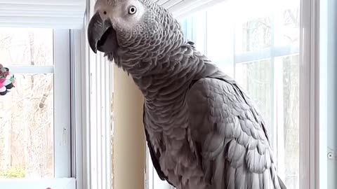 Parrot Says ‘I Love You’ – Cutest Confession Ever! 😍🦜