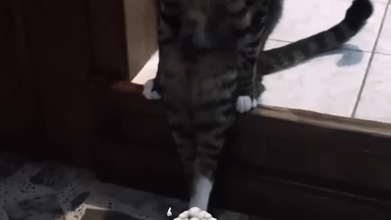 Cat humans video