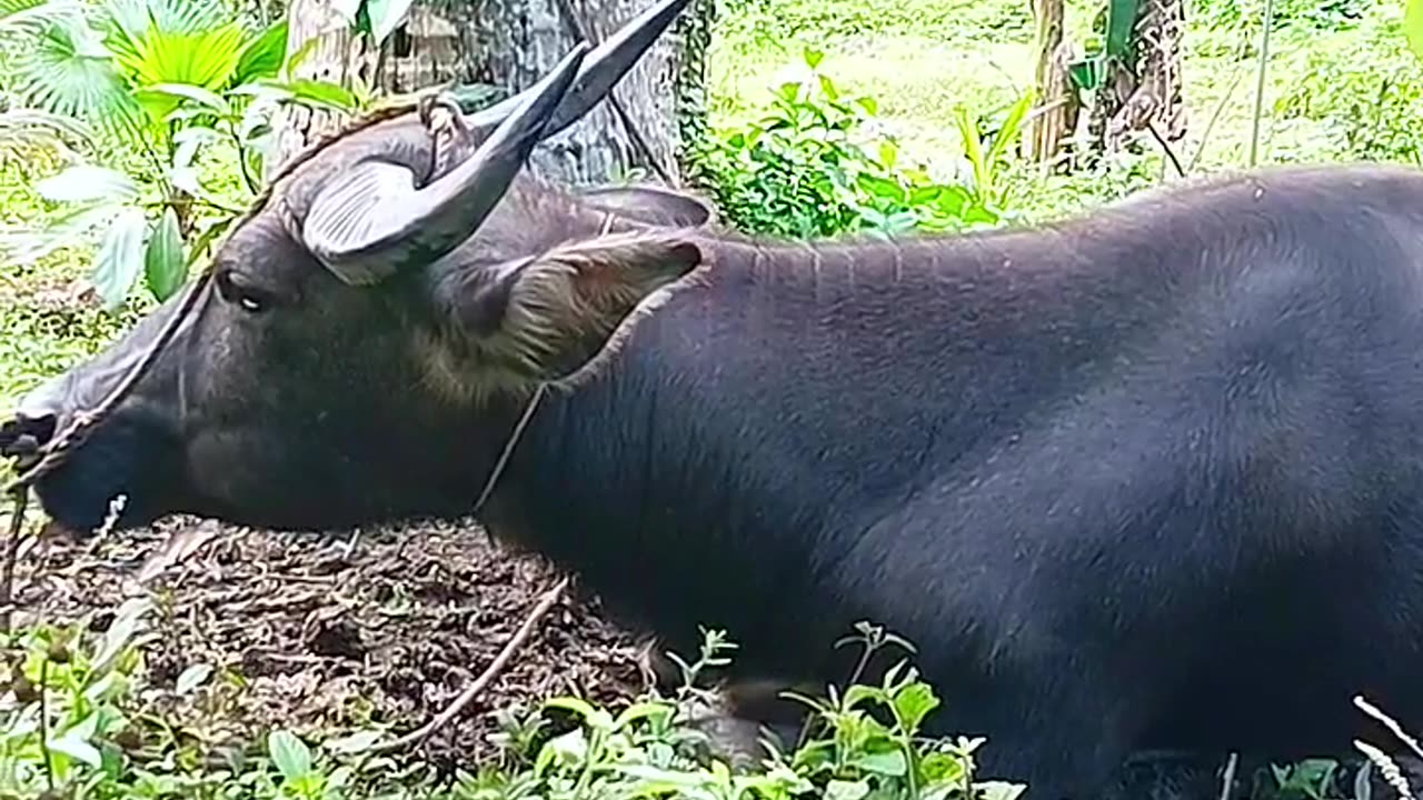 The hardworking animal in the Philippines