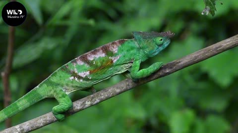 Kenya: The Tense Standoff Between a Troop of Baboons and Lions #wildanimals | Wild Wonders