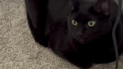 Cute Precious Piper is a Next to the Nightstand Loaf - Adopting a Cat from a Shelter Vlog