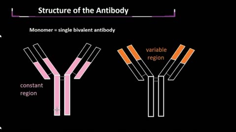 Structure of the Antibody, Explained