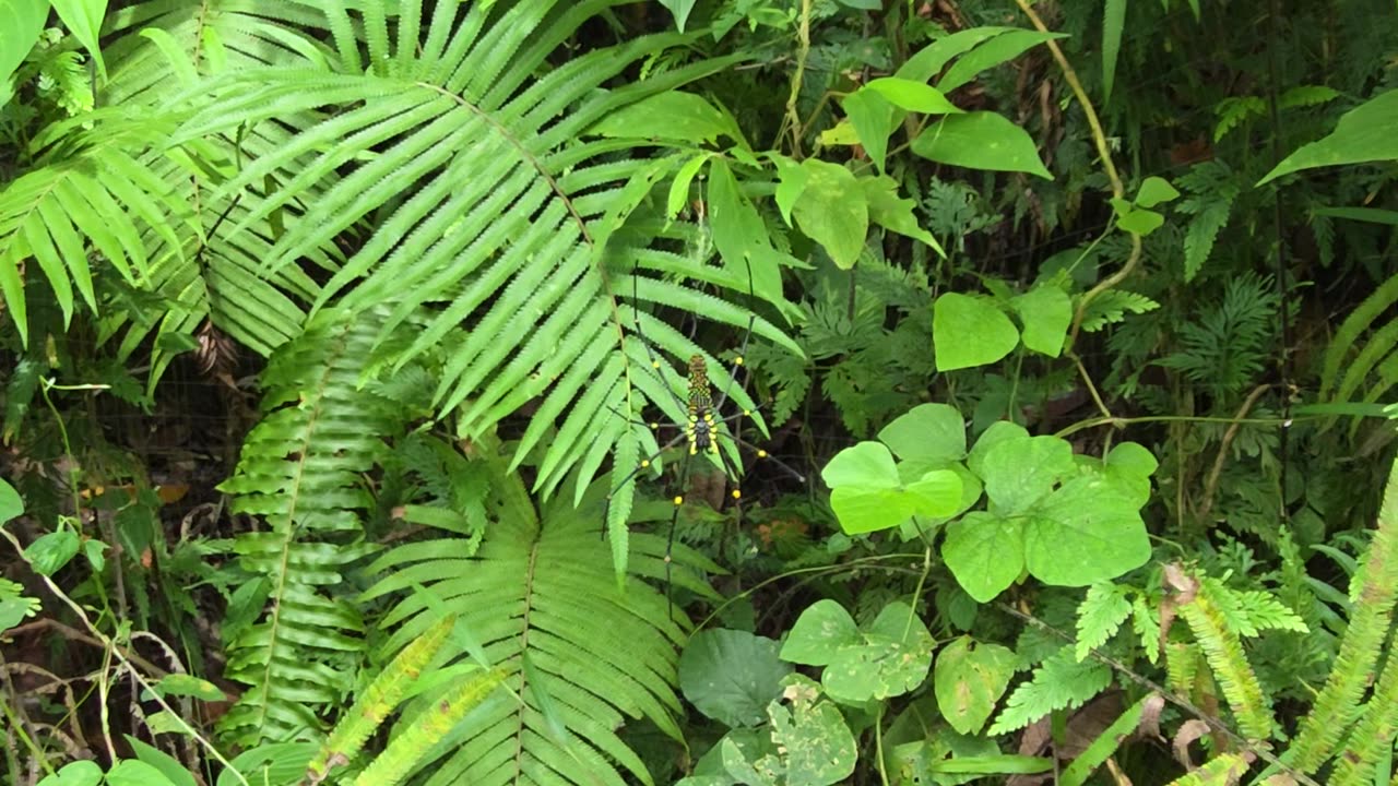 Giant Golden Orb Weaver Spider 🕸️ | Expat in the Philippines Farm Encounter