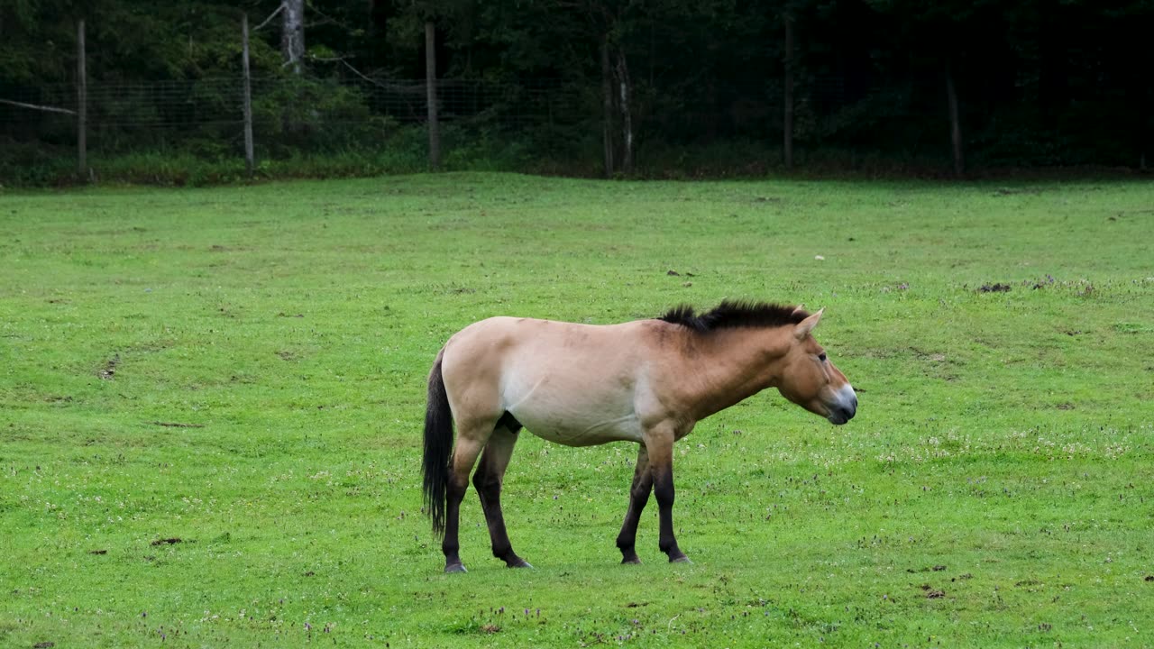 Przewalski’s Horse in Austria