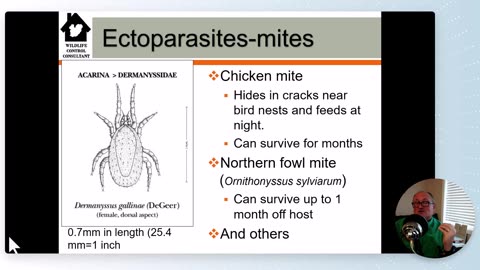 Bird mites: ectoparasites that can bite people living near our feathered friends