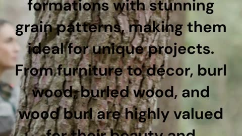 Burls – Unique & Artistic Wood