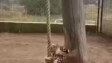 Baby Tiger Play Zoo