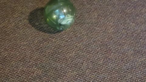 Beavis the Hamster vs Tweak the Cat and Downy the Roomba - Dad Loses