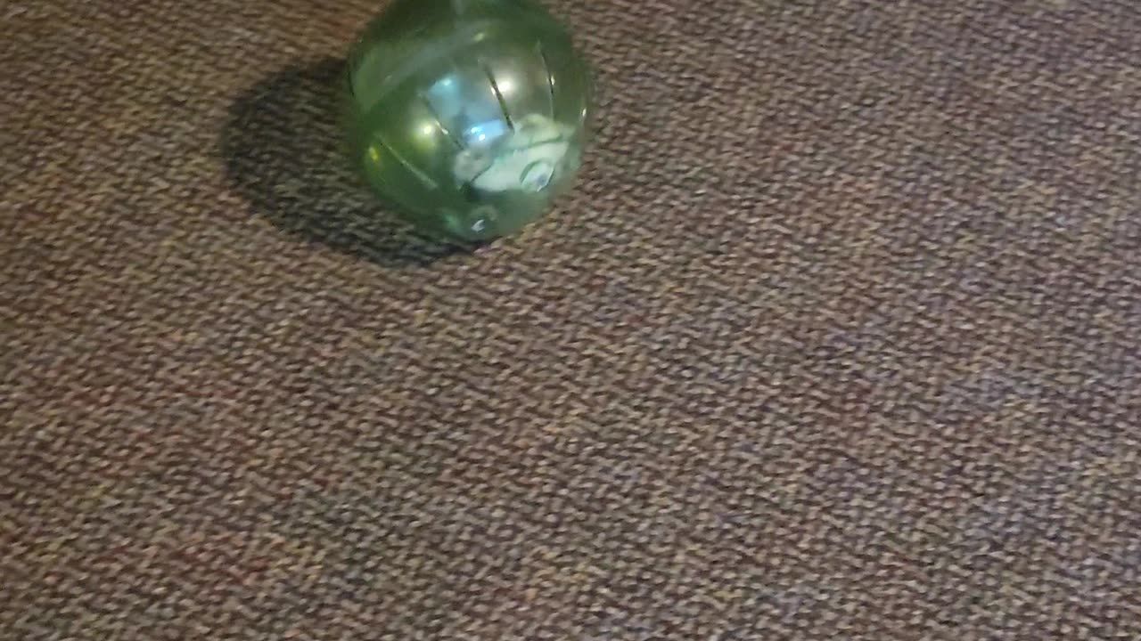 Beavis the Hamster vs Tweak the Cat and Downy the Roomba - Dad Loses