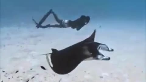 💋 Swimming with a Big Manta Ray