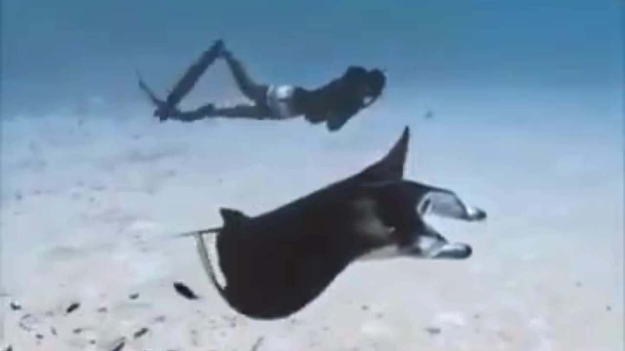 💋 Swimming with a Big Manta Ray