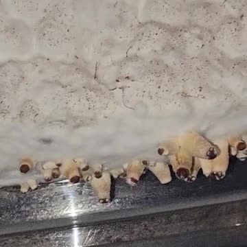 Purple Mystic part 4