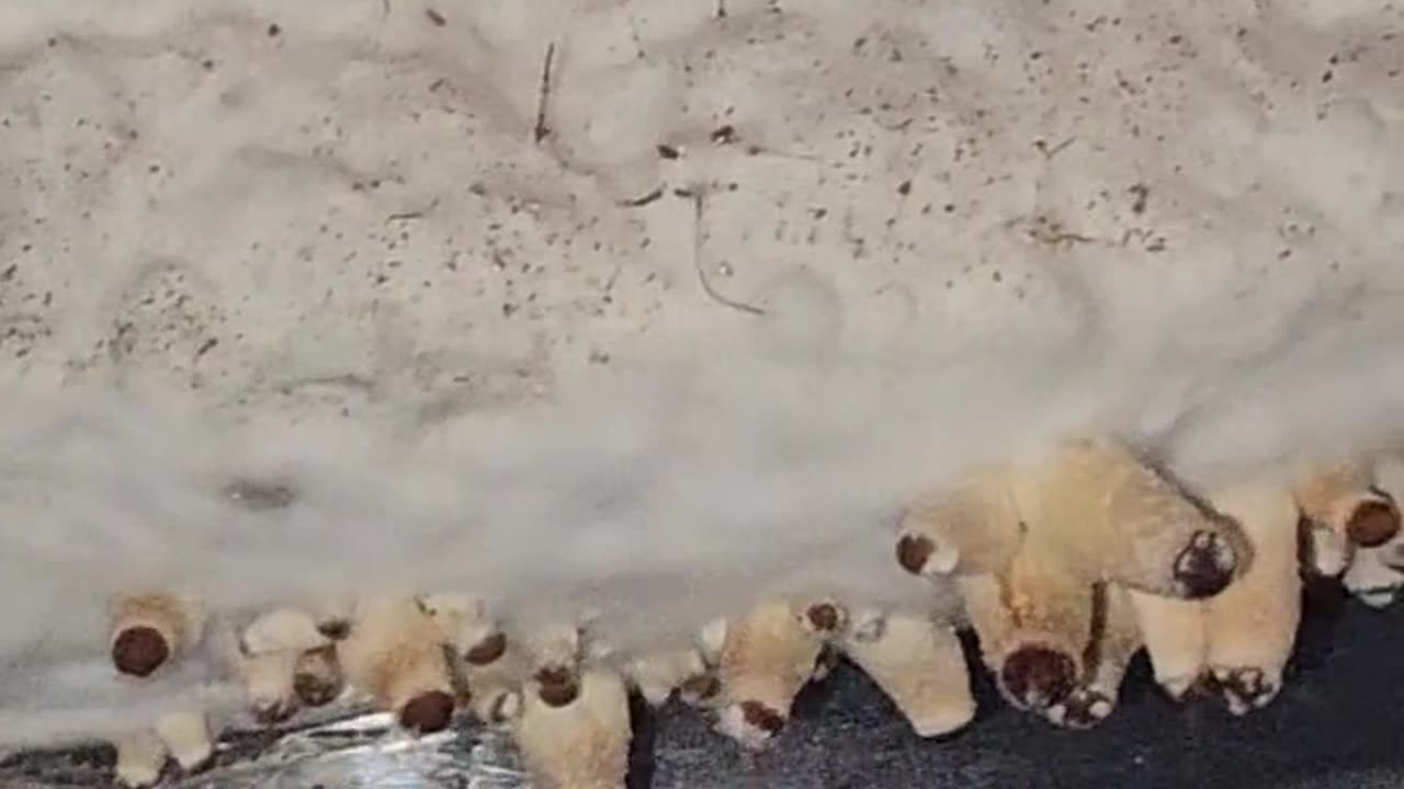 Purple Mystic part 4