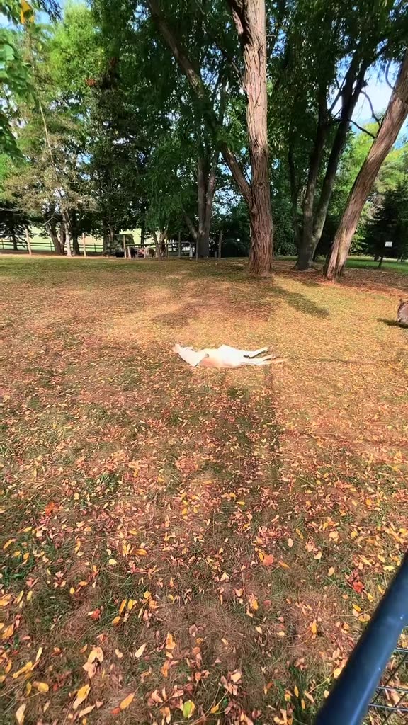 Kangaroo relaxing