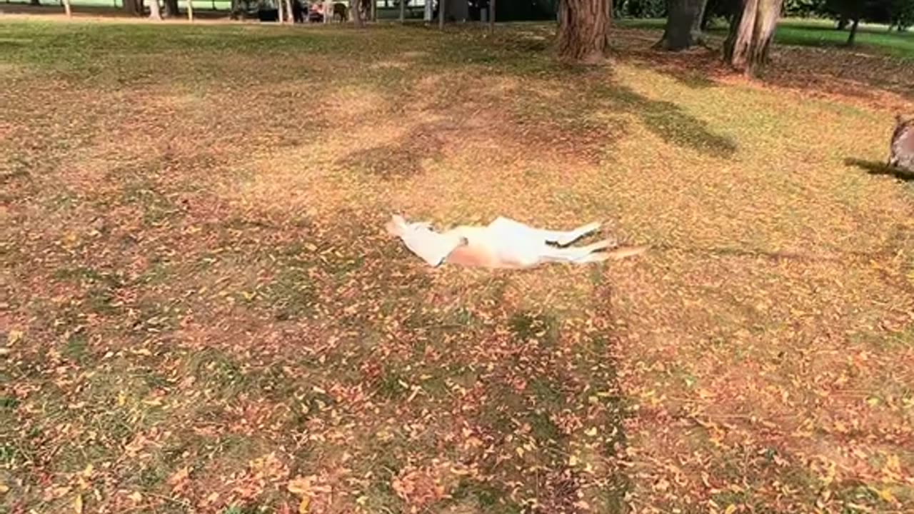Kangaroo relaxing