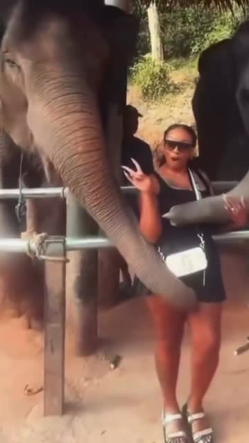 Elephant Vomits After Smelling This!!!