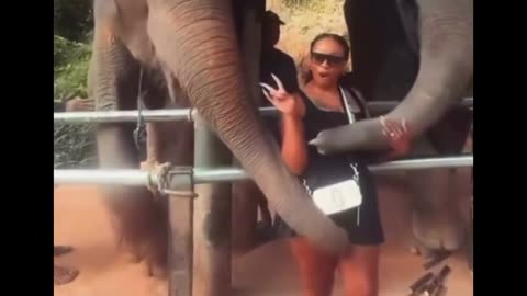 Elephant Vomits After Smelling This!!!