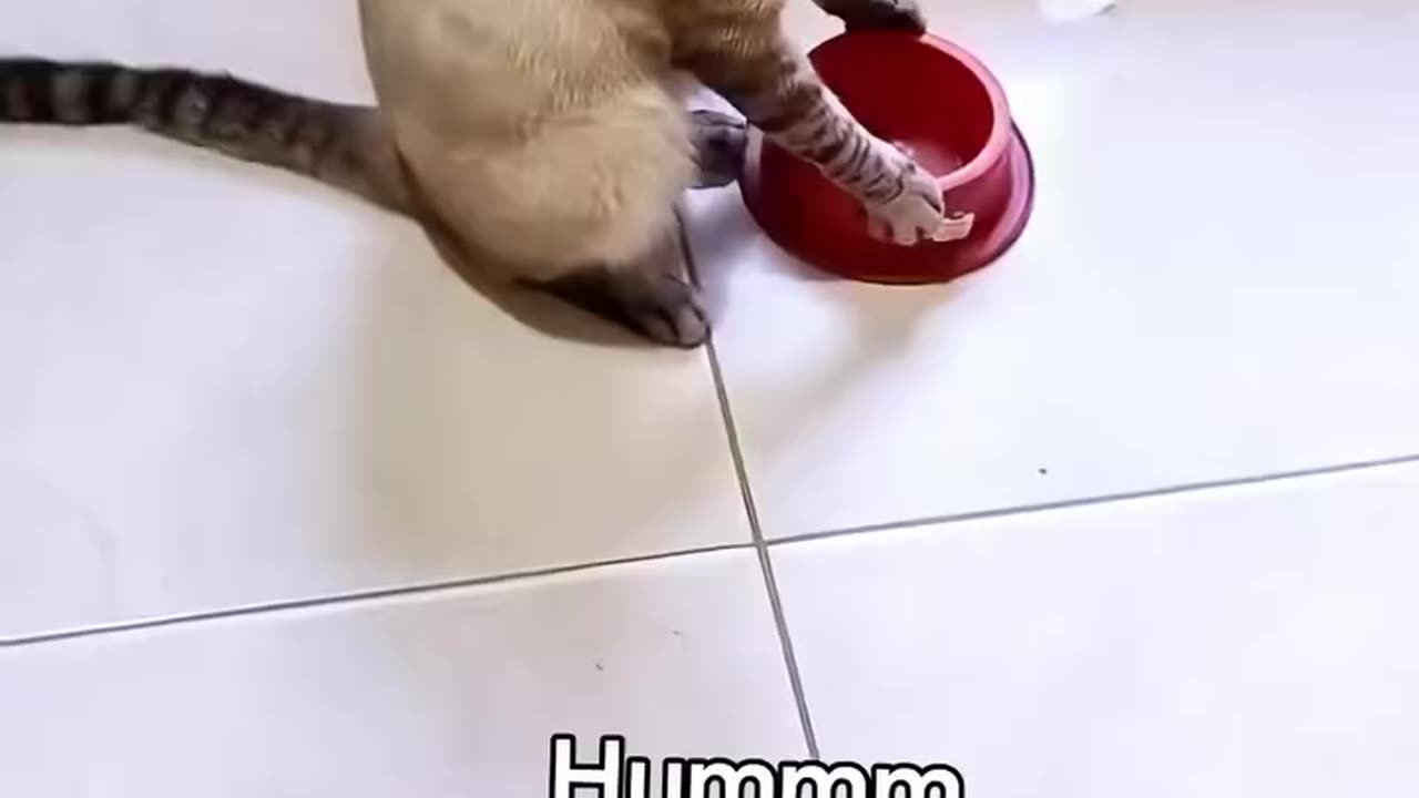 Funny Animal