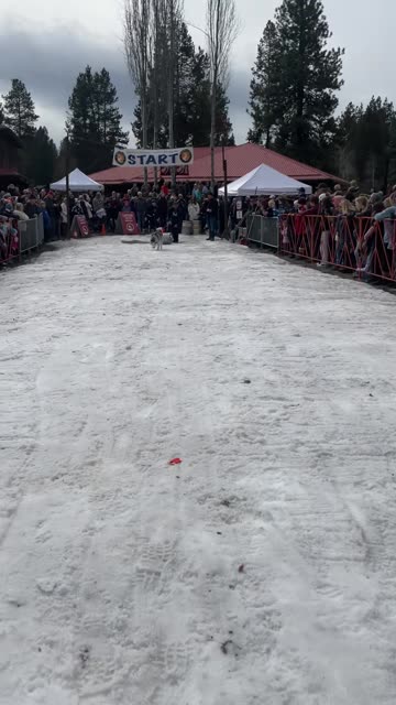Siberian Husky Wins Keg Pulling Contest