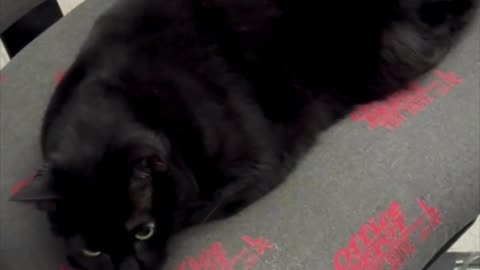 Precious Piper is a Cute First Sight in the Office - Adopting a Cat from a Shelter Vlog #shorts