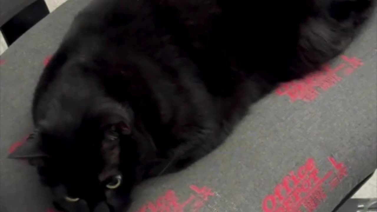 Precious Piper is a Cute First Sight in the Office - Adopting a Cat from a Shelter Vlog #shorts